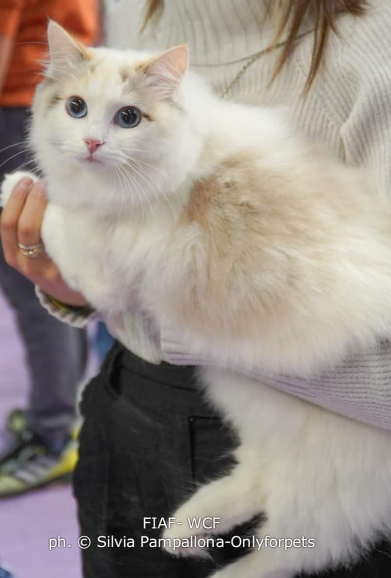 Lady Oscar Poupees Blanches
